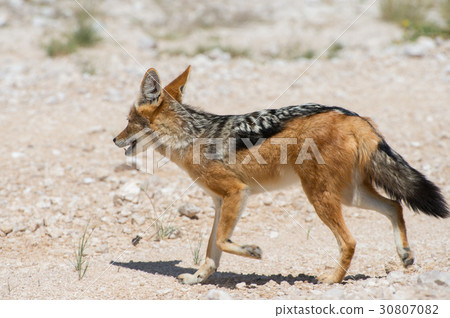 Black-backed jackal 30807082
