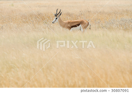 Springbok 30807091