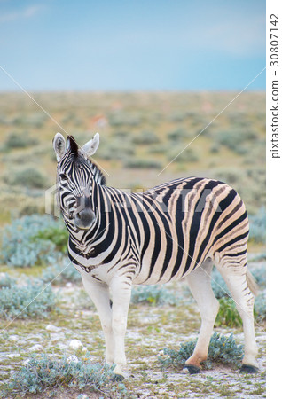 Burchell's (Plain's) zebra 30807142