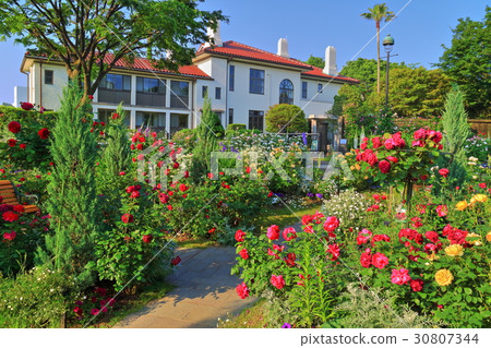 一個小山公園，在那裡你可以看到盛開的玫瑰海港 30807344