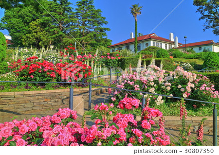 A hill park where you can see the harbor where roses are in full bloom 30807350