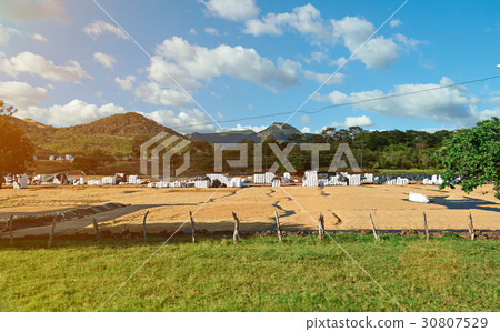 plantation for drying coffee plantation for drying coffee 30807529