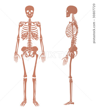Human skeleton silhouette set Human skeleton silhouette set 30807720