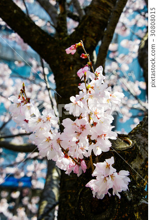 Cherry Blossoms Cherry Blossoms 30808015