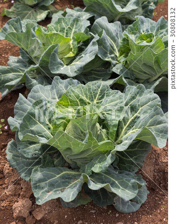 Cabbage field 30808132