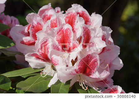 Rhododendron, flower of the gardens Rhododendron, flower of the gardens 30808140