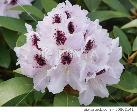 Rhododendron, flower of the gardens Rhododendron, flower of the gardens 30808141