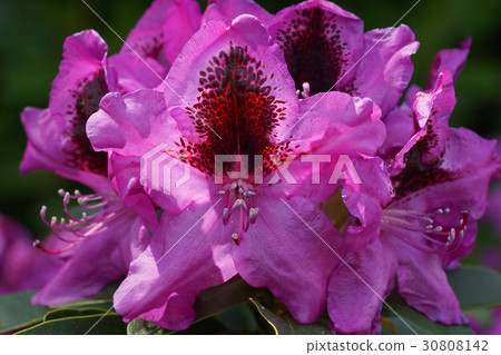Rhododendron, flower of the gardens Rhododendron, flower of the gardens 30808142