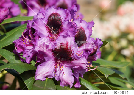 Rhododendron, flower of the gardens Rhododendron, flower of the gardens 30808143