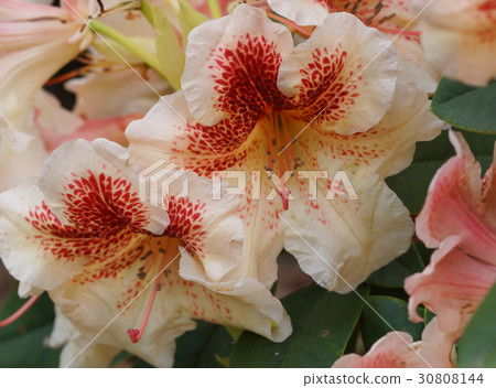 Rhododendron, flower of the gardens Rhododendron, flower of the gardens 30808144
