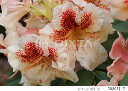 Rhododendron, flower of the gardens Rhododendron, flower of the gardens 30808145