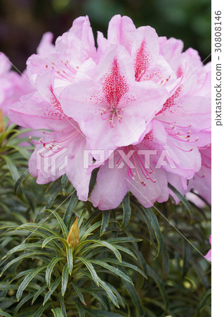 Rhododendron, flower of the gardens Rhododendron, flower of the gardens 30808146