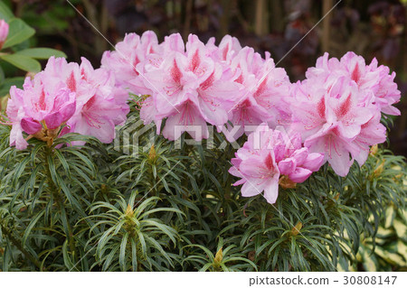 Rhododendron, flower of the gardens Rhododendron, flower of the gardens 30808147