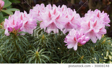 Rhododendron, flower of the gardens Rhododendron, flower of the gardens 30808148