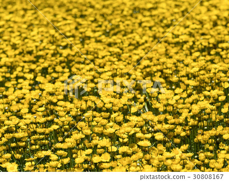 Chrisansemmu Mulchicore 30808167