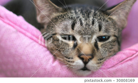 cute sleepy cat with a boring face on pink cat bed 30808169