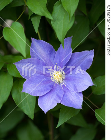 鐵線蓮花 30808178