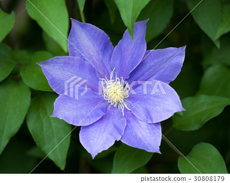Clematis flower 30808179