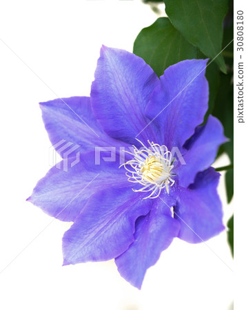 Clematis flower 30808180