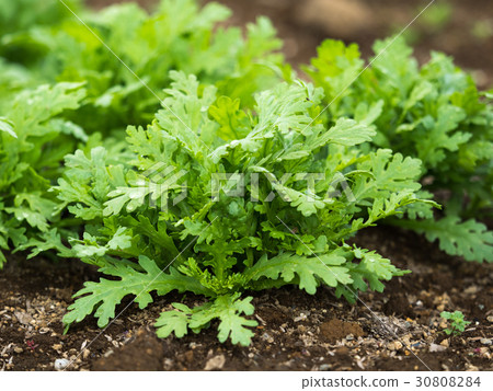 Shunkyu vineyard Shunkyu vineyard 30808284