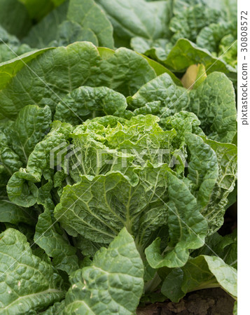 大白菜田 大白菜田 30808572