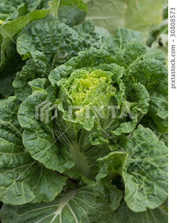 Chinese cabbage fields Chinese cabbage fields 30808573