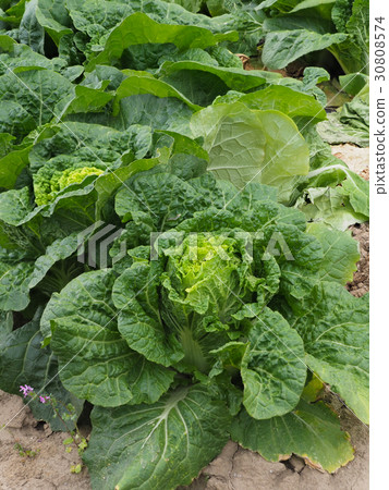 Chinese cabbage fields Chinese cabbage fields 30808574