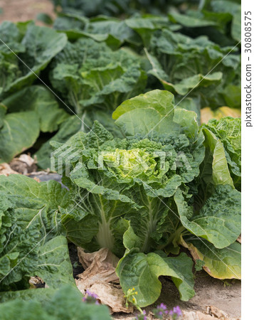 Chinese cabbage fields 30808575