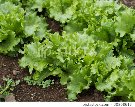 Leaf lettuce field 30808612