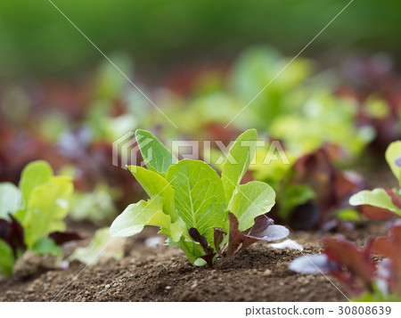 葉生菜場 30808639