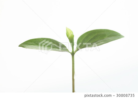 新葉,豆芽 新葉,豆芽 30808735