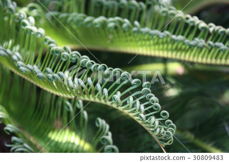 Okinawa's Botanical Cycles 30809483