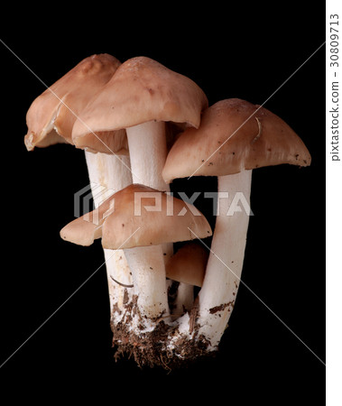 Toxic wild mushroom black back shoot Kusaura benitake Toxic wild mushroom black back shoot Kusaura benitake 30809713