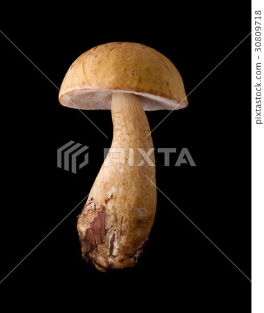 Toxic wild mushroom black back shooting Nigaiguchi Toxic wild mushroom black back shooting Nigaiguchi 30809718