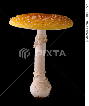 Toxic wild mushroom black back photography Benitetake Toxic wild mushroom black back photography Benitetake 30809724