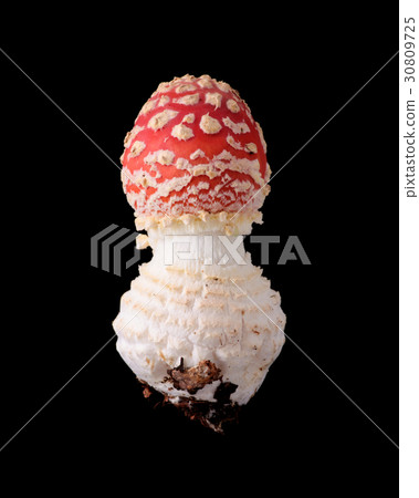 Toxic wild mushroom black back photography Benitetake Toxic wild mushroom black back photography Benitetake 30809725