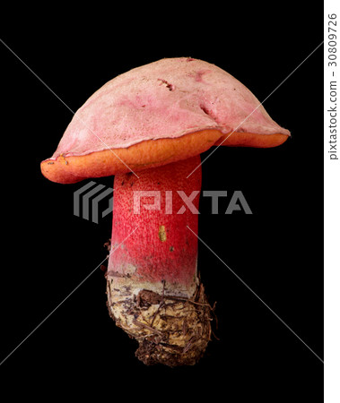 Toxic wild mushroom black back shoot Barro Irobora Beni Irogawari Toxic wild mushroom black back shoot Barro Irobora Beni Irogawari 30809726