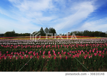 Churupppu 1777 30810148