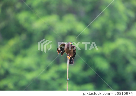 Kammuriwashi Kammuriwashi 30810974