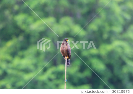 Kammuriwashi 30810975