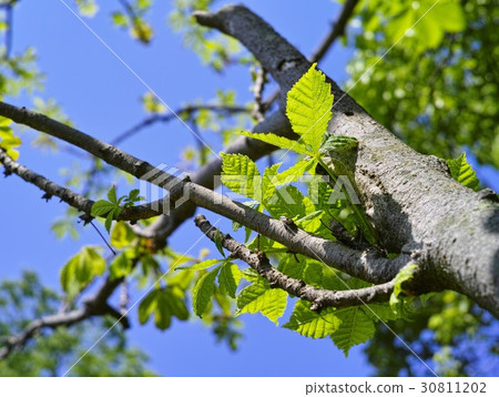 青葉malonie樹 30811202