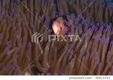 Pink Skunk Clownfish (Amphiprion perideraion) 30811542