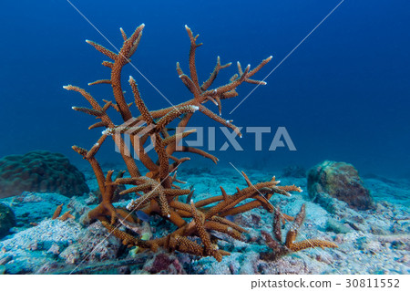 Hard Coral on the sand Hard Coral on the sand 30811552