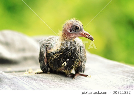 Bird, baby pigeon. 30811822