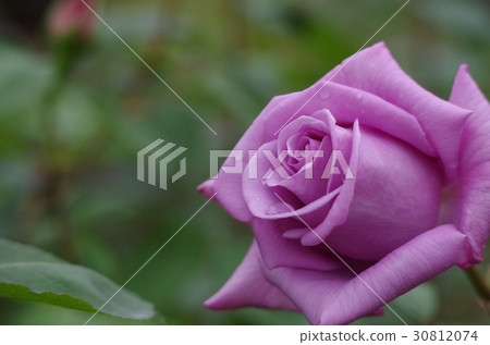 Roses 30812074