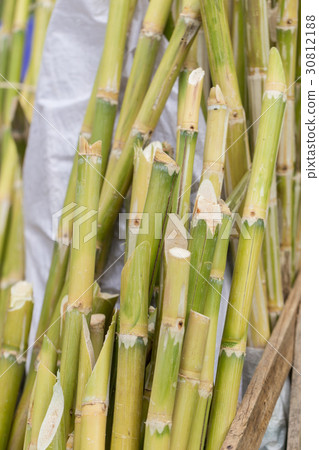 Sugarcane bagasse, source of sweet sugar Sugarcane bagasse, source of sweet sugar 30812188