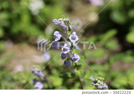 黃芩 黃芩 30812228
