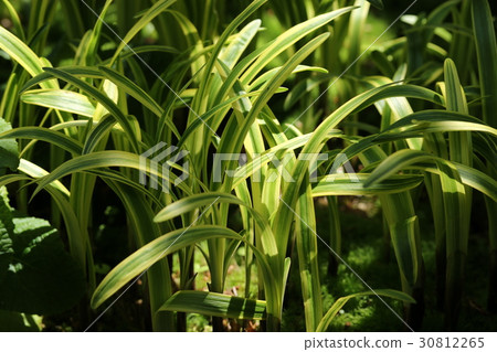 Yaburan離開了 30812265