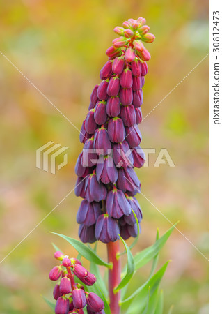 Fritillaria Persica - Fritillaria persica 30812473