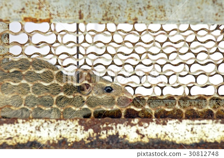 Mouse trap cage. Mouse trap cage. 30812748